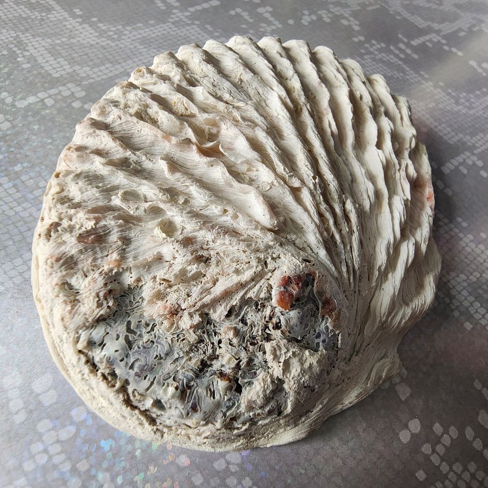 🤍 Abalone Smudging Shell - Picture 7 of 7